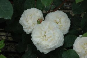 Strauchrose 'Little White Pet' • Rosa 'Little White Pet'