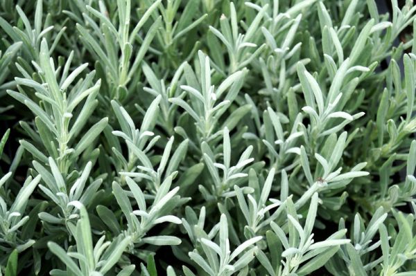 Provence-Lavendel Edelweiß • Lavandula x intermedia Edelweiss