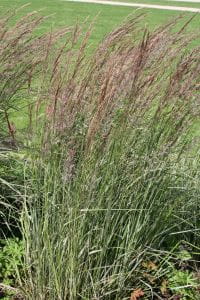 Gestreiftblättriges Garten-Reitgras • Calamagrostis x acutiflora Overdam