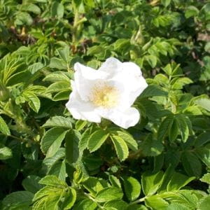 Apfel- / Kartoffel-Rose Alba • Rosa rugosa Alba