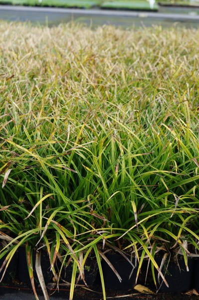 Garten-Segge Variegata • Carex morrowii Variegata