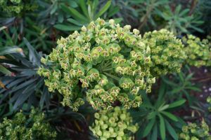 Mediterrane Wolfsmilch • Euphorbia characias wulfenii