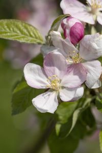 Apfelbaum Pinova • Malus Pinova