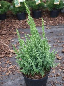 Bodenwacholder Loderi • Juniperus squamata Loderi