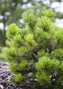 Berg-Kiefer, Latschenkiefer • Pinus mugo