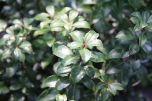 Schattenglöckchen Little Heath Green • Pierris japonica Little Heath Green