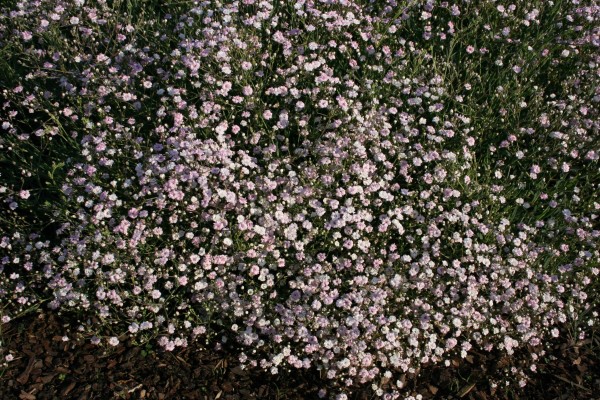 Garten-Schleierkraut Rosenschleier • Gypsophila repens Rosenschleier