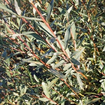 Purpurweide • Salix purpurea