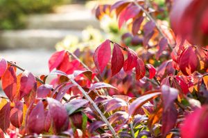 Korkflügelstrauch • Euonymus alatus Containerware 40-60 cm hoch,