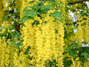 Edel-Goldregen • Laburnum watereri Vossii