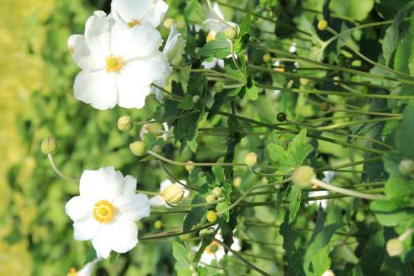 Garten-Herbst-Anemone Honorine Jobert • Anemone japonica Honorine Jobert
