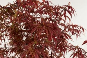 Fächerahorn Shaina • Acer palmatum Shaina