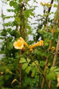 Gelbe Trompetenblume Flava • Campsis radicans Flava