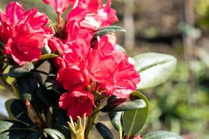 Rhododendron Lampion • Rhododendron yakushimanum Lampion