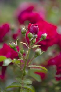 Bodendeckerrose 'Red Meidiland'® • Rosa 'Red Meidiland'®