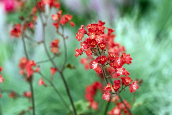 Garten-Purpurglöckchen • Heuchera sanguinea Ruby Bells