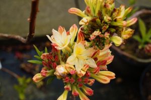 Sommergrüne Azalee Daviesii • Rhododendron obtusum Daviesii