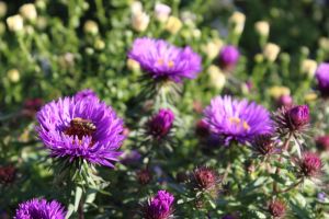 Garten Raublatt Aster • Aster novae-angliae Purple Dome