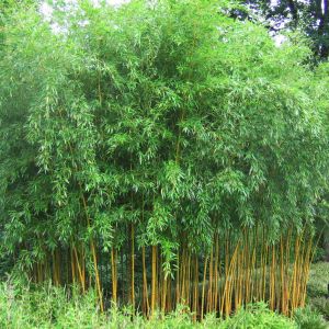 Zick-Zack-Bambus • Phyllostachys aureosulcata spectabilis