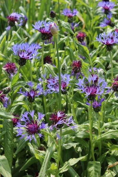 Berg-Flockenblume • Centaurea montana