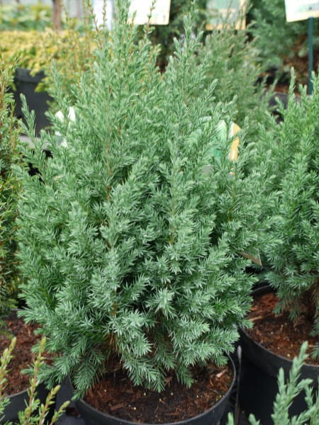 Blauer Kegel-Mooswacholder • Juniperus Chinensis Stricta