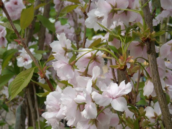 Japanische Säulenkirsche Amanogawa • Prunus serrulata Amanogawa