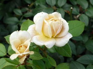 Beetrose 'Lions-Rose' ® - Rosa 'Lions-Rose' ®