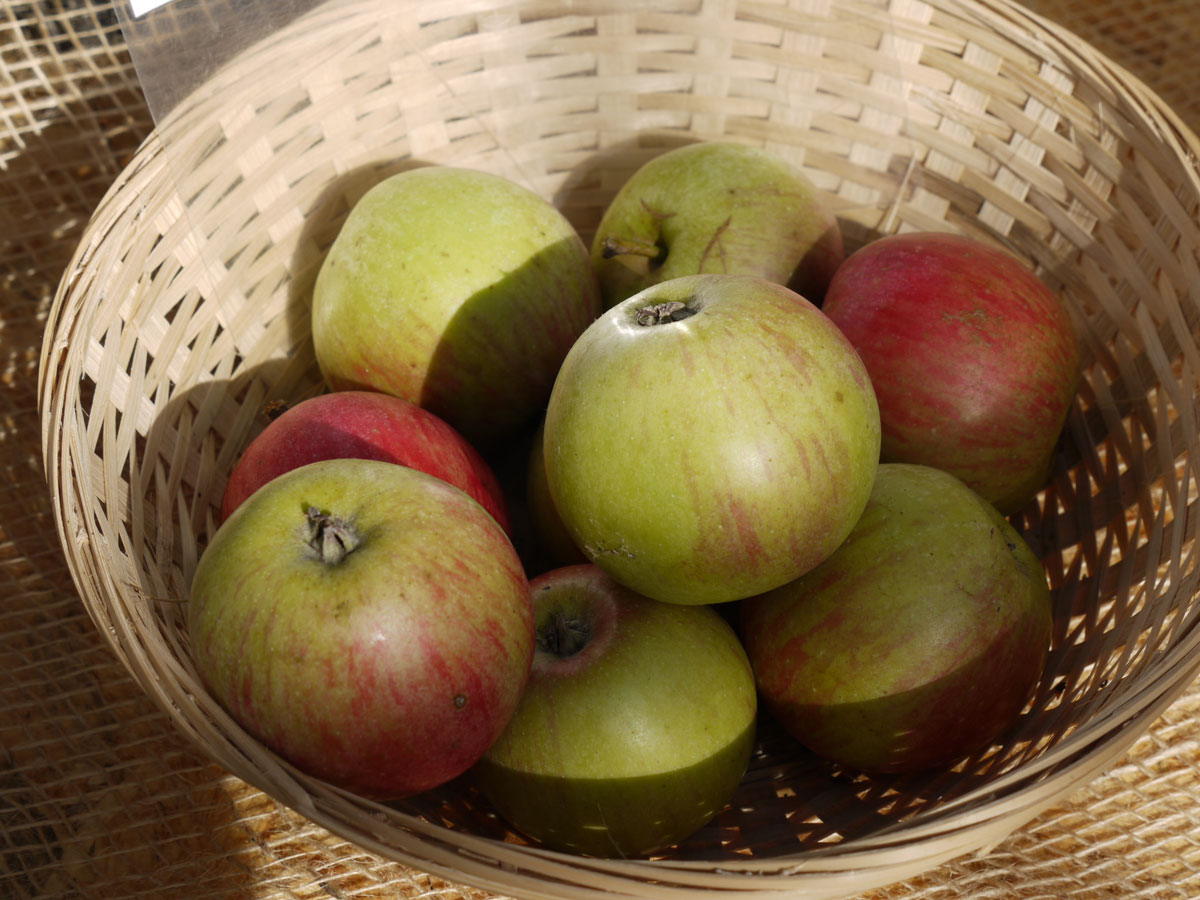 Apfel Rheinischer Bohnapfel kaufen Garten von Ehren