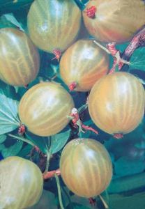 Stachelbeere Mucurines • Ribes uva-crispa Mucurines