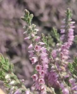 Besenheide Grizabella • Calluna vulgaris Grizabella