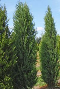 Raketenwachholder Skyrocket • Juniperus scopulorum Skyrocket