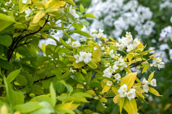 Gelber Duftjasmin • Philadelphus coronarius Aureus
