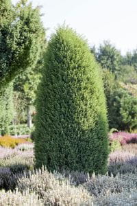 Säulenwacholder Hibernica • Juniperus communis Hibernica