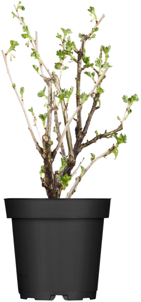 Stachelbeere • Ribes uva-crispa