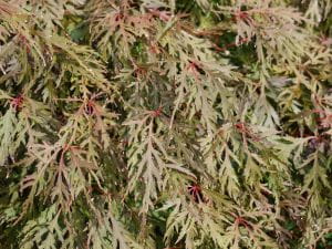 Fächerahorn Orangeola • Acer palmatum Orangeola