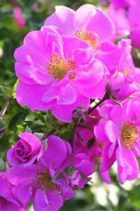 Bodendecker-Rose 'Bienenweide', Rosa • Rosa 'Bienenweide'®, Rosa