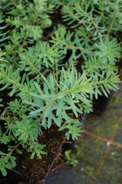 Steppen-Wolfsmilch • Euphorbia seguieriana niciciana