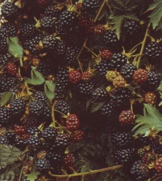 Brombeere Thornless Evergreen • Rubus fruticosus Thornless Evergreen