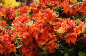 Rhododendron Gibraltar • Rhododendron luteum Gibraltar