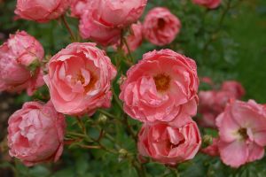 Rose Blühwunder • Rosa Blühwunder