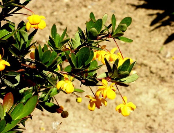 Buchsbaum Berberitze • Berberis buxifolia Nana