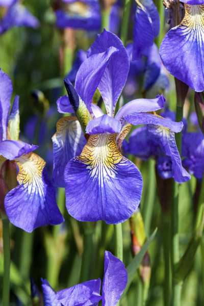 Sibirische Schwertlilie • Iris sibirica