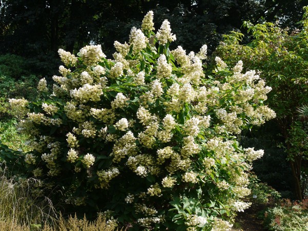 C2   Rispenhortensie Hortensie Hydrangea Paniculata Tardiva 40-60 CM 