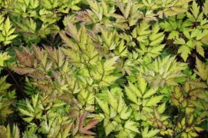 Garten September Silberkerze Atropurpurea • Cimicifuga ramosa Atropurpurea