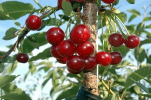 Sauerkirsche Morina • Prunus cerasus Morina