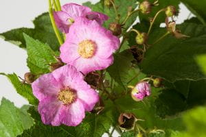 Zimthimbeere • Rubus odoratus