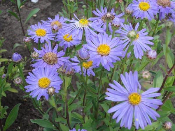 Garten Sommer Aster - Aster Amellus Rudolf Goethe