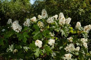 Eichenblatthortensie • Hydrangea quercifolia