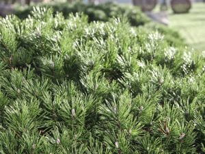 Zwerg-Kiefer • Pinus mugo pumilio