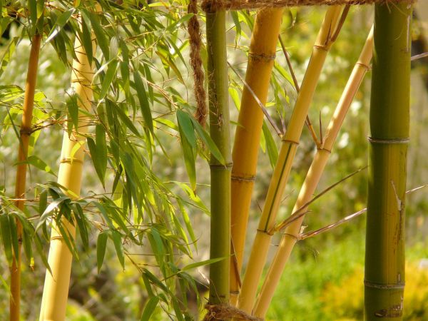Golden gefurchter Bambus • Phyllostachys aureosulcata Aureocaulis